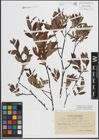 Foto von Salix lapponum L. x Salix myrtilloides L.